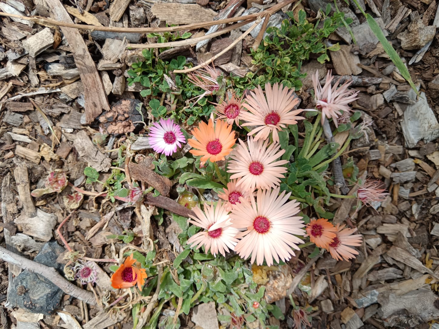 Flowers_1