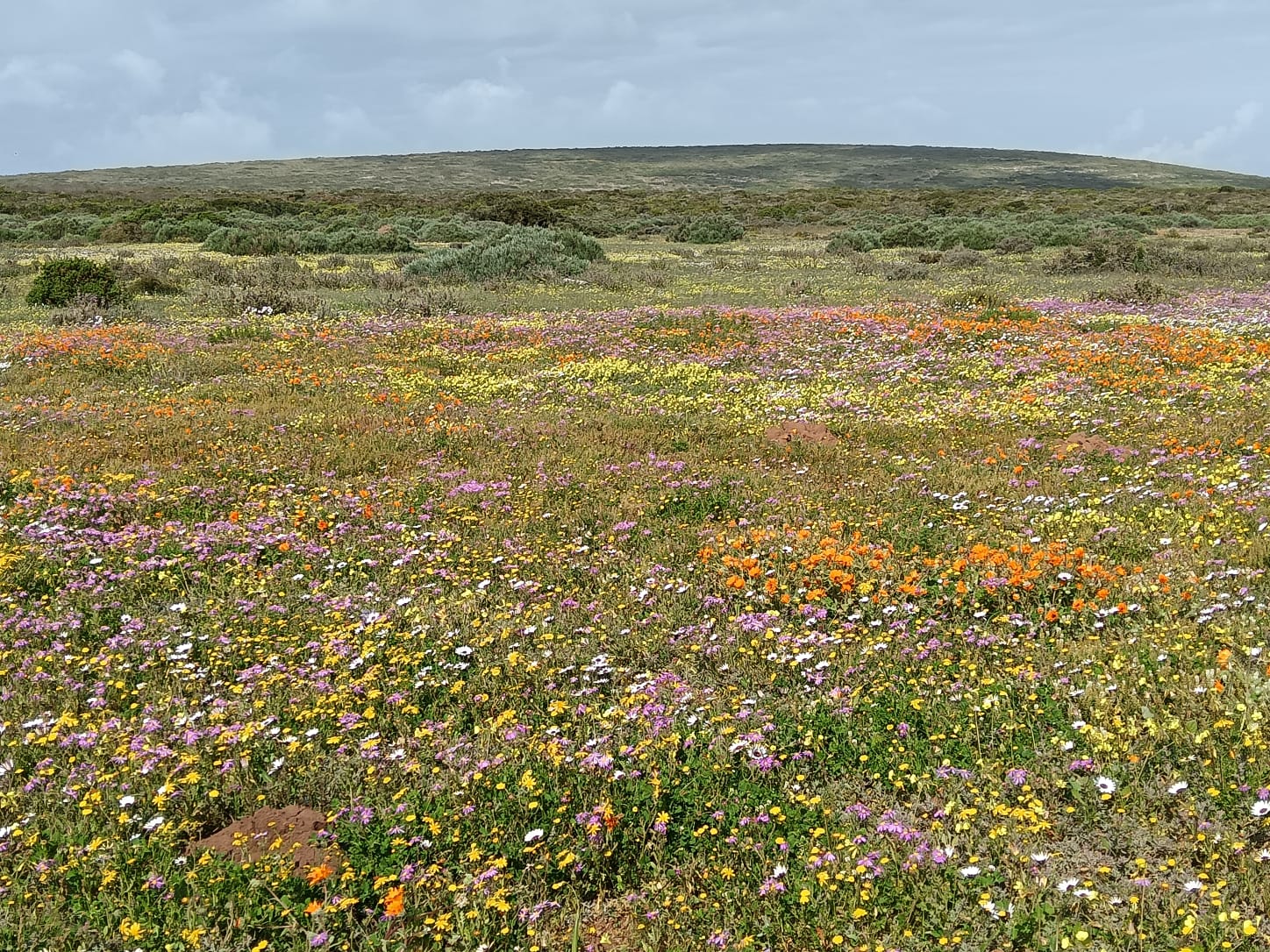 Flowers_10