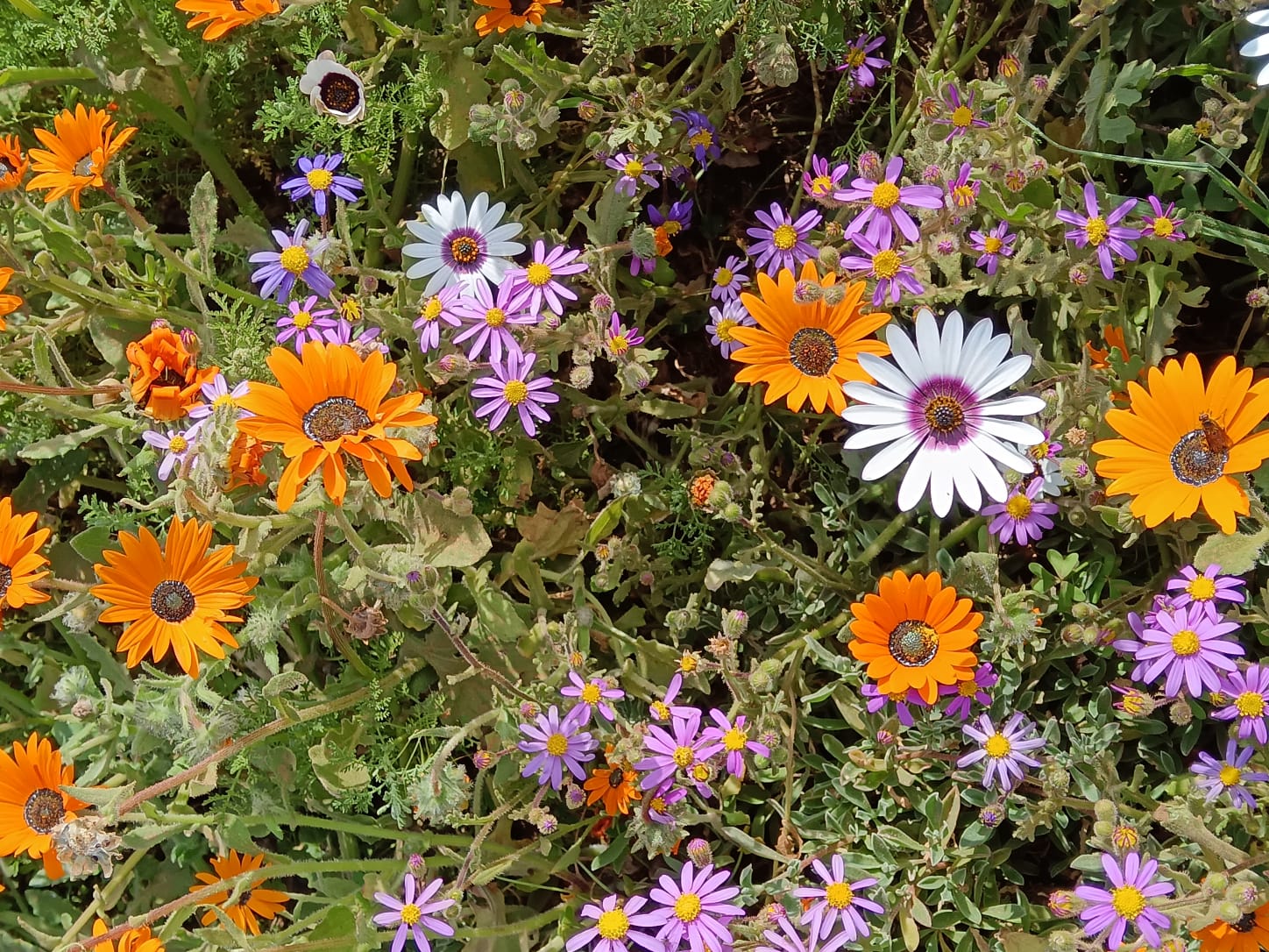 Flowers_3