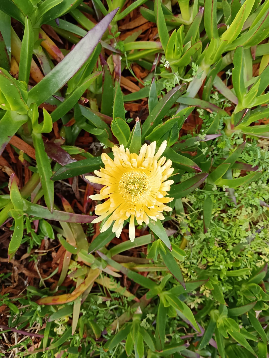 Flowers_4