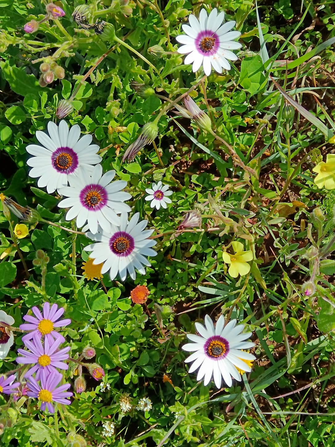 Flowers_5