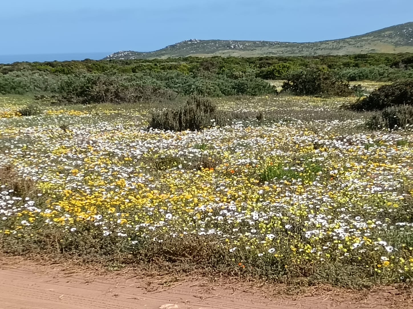Flowers_8