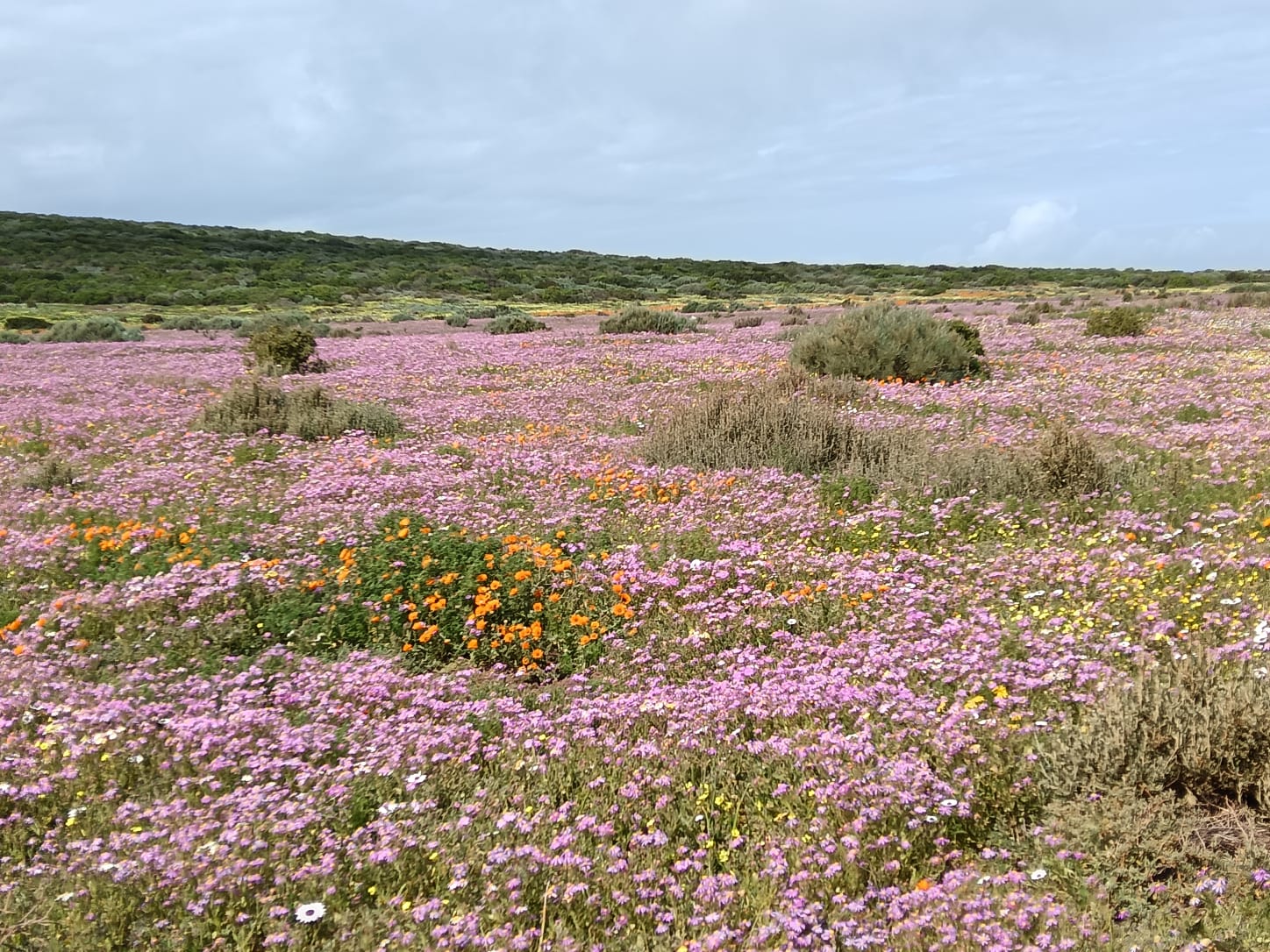 Flowers_9
